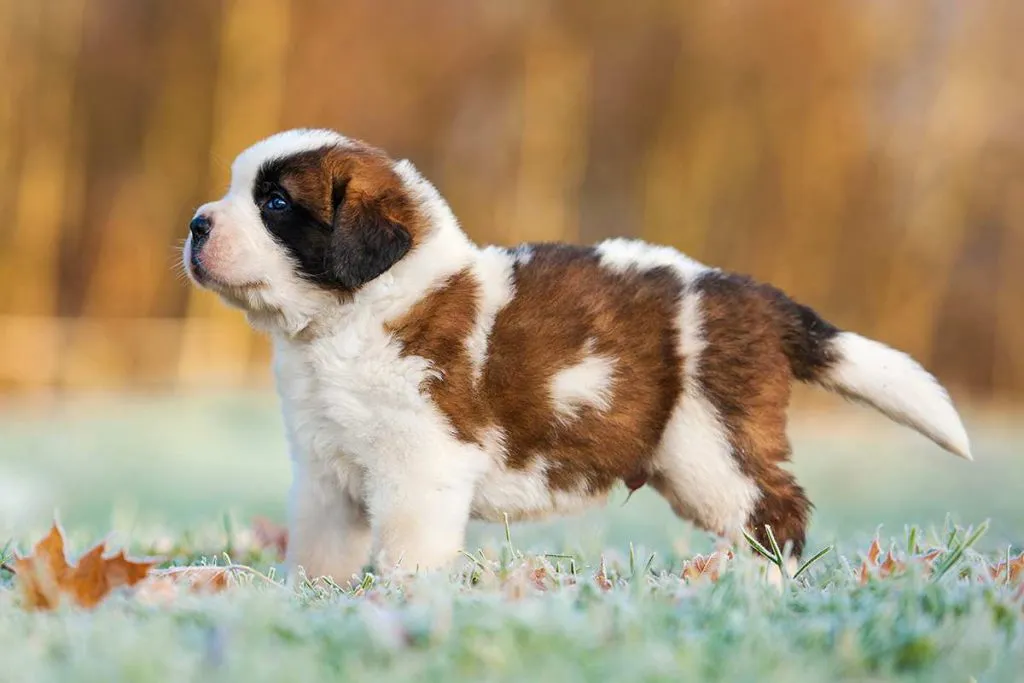 Saint Bernard